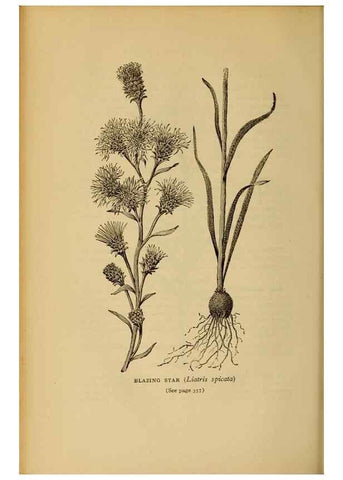 Reproducción/Reproduction 49304221496: Harper's guide to wild flowers,. New York,Harper,1912.. 