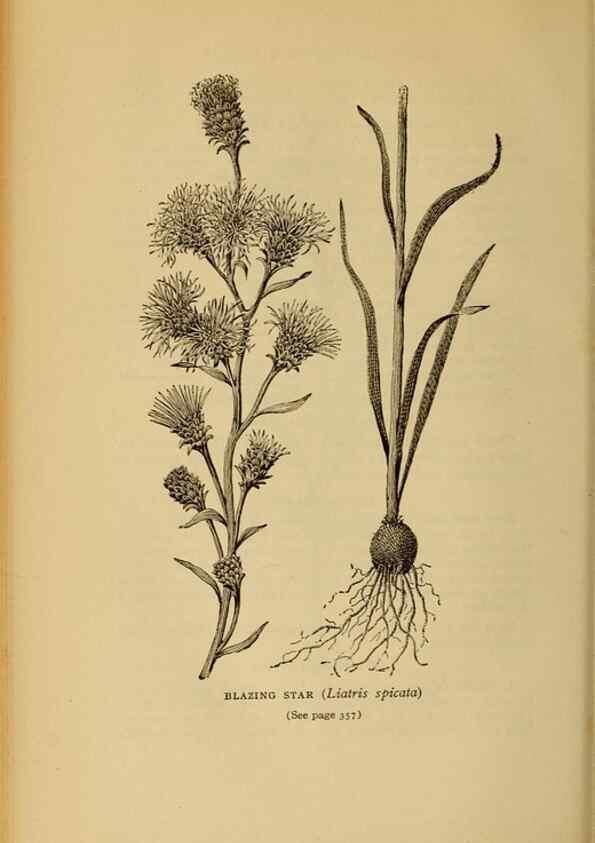 Reproducción/Reproduction 49304221496: Harper's guide to wild flowers,. New York,Harper,1912.. 