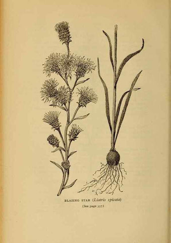 Reproducción/Reproduction 49304221496: Harper's guide to wild flowers,. New York,Harper,1912.. 