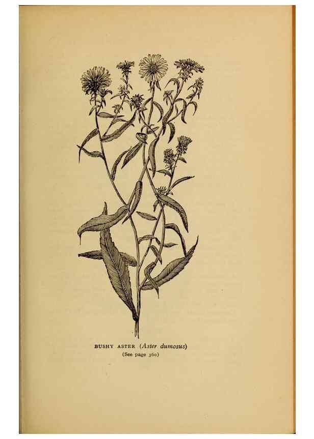 Reproducción/Reproduction 49303733008: Harper's guide to wild flowers,. New York,Harper,1912.. 