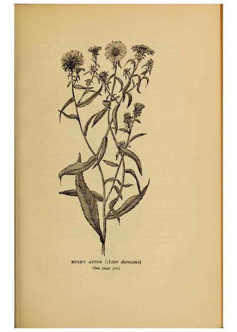 Reproducción/Reproduction 49303733008: Harper's guide to wild flowers,. New York,Harper,1912.. 