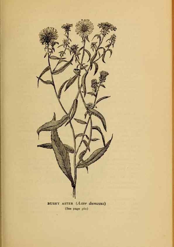 Reproducción/Reproduction 49303733008: Harper's guide to wild flowers,. New York,Harper,1912.. 