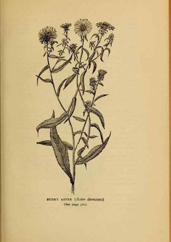 Reproducción/Reproduction 49303733008: Harper's guide to wild flowers,. New York,Harper,1912.. 