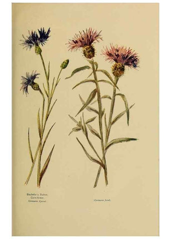 Reproducción/Reproduction 49304221971: Harper's guide to wild flowers,. New York,Harper,1912.. 