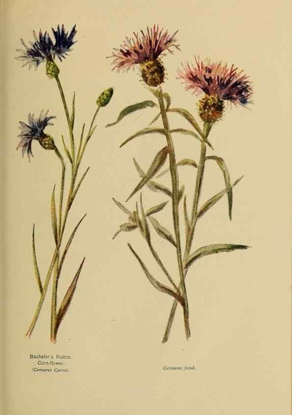 Reproducción/Reproduction 49304221971: Harper's guide to wild flowers,. New York,Harper,1912.. 