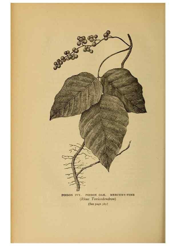Reproducción/Reproduction 49303733453: Harper's guide to wild flowers,. New York,Harper,1912.. 