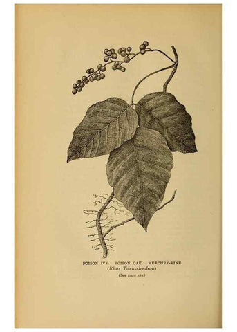 Reproducción/Reproduction 49303733453: Harper's guide to wild flowers,. New York,Harper,1912.. 