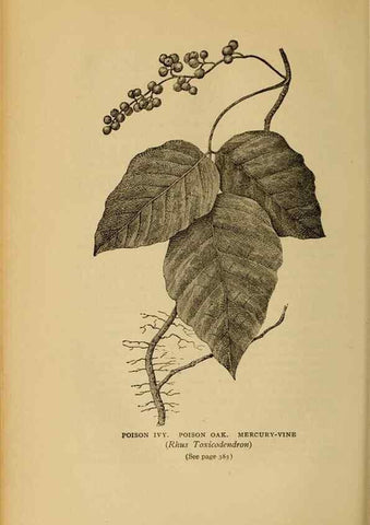Reproducción/Reproduction 49303733453: Harper's guide to wild flowers,. New York,Harper,1912.. 