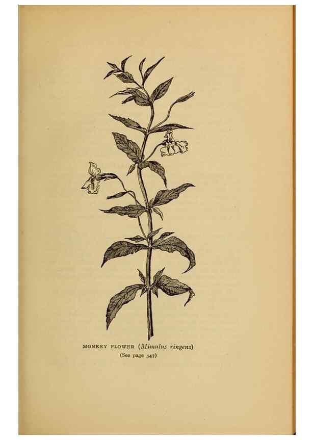 Reproducción/Reproduction 49304220656: Harper's guide to wild flowers,. New York,Harper,1912.. 