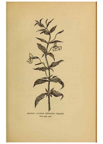 Reproducción/Reproduction 49304220656: Harper's guide to wild flowers,. New York,Harper,1912.. 
