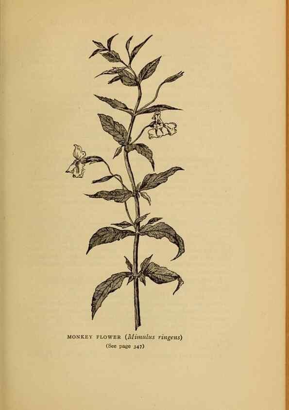 Reproducción/Reproduction 49304220656: Harper's guide to wild flowers,. New York,Harper,1912.. 
