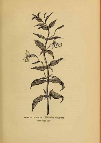 Reproducción/Reproduction 49304220656: Harper's guide to wild flowers,. New York,Harper,1912.. 