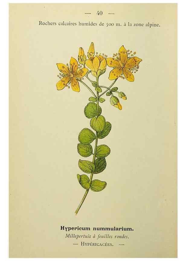 Reproducción/Reproduction 49345616007: Nouvelle flore coloriée de poche des Alpes et des Pyrénées.. Paris,Klincksieck,1906-1912.. 