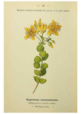 Reproducción/Reproduction 49345616007: Nouvelle flore coloriée de poche des Alpes et des Pyrénées.. Paris,Klincksieck,1906-1912.. 