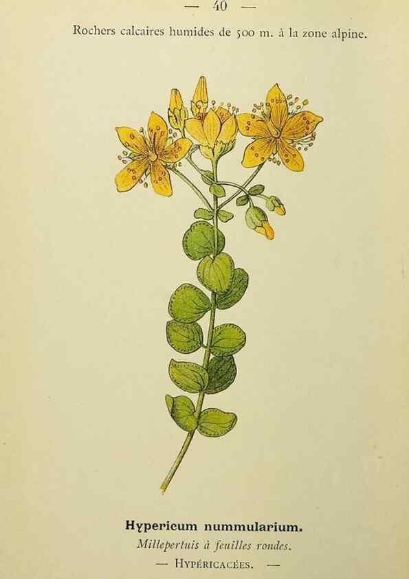 Reproducción/Reproduction 49345616007: Nouvelle flore coloriée de poche des Alpes et des Pyrénées.. Paris,Klincksieck,1906-1912.. 