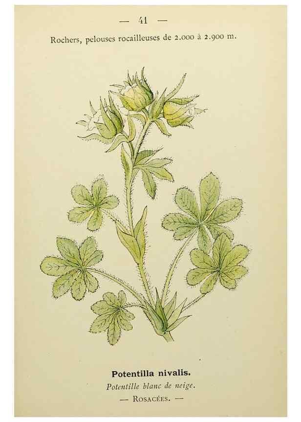 Reproducción/Reproduction 49345616422: Nouvelle flore coloriée de poche des Alpes et des Pyrénées.. Paris,Klincksieck,1906-1912.. 