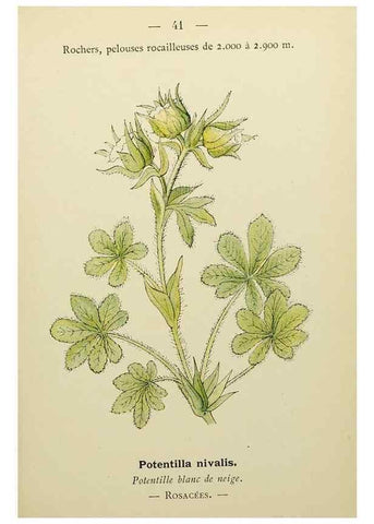 Reproducción/Reproduction 49345616422: Nouvelle flore coloriée de poche des Alpes et des Pyrénées.. Paris,Klincksieck,1906-1912.. 