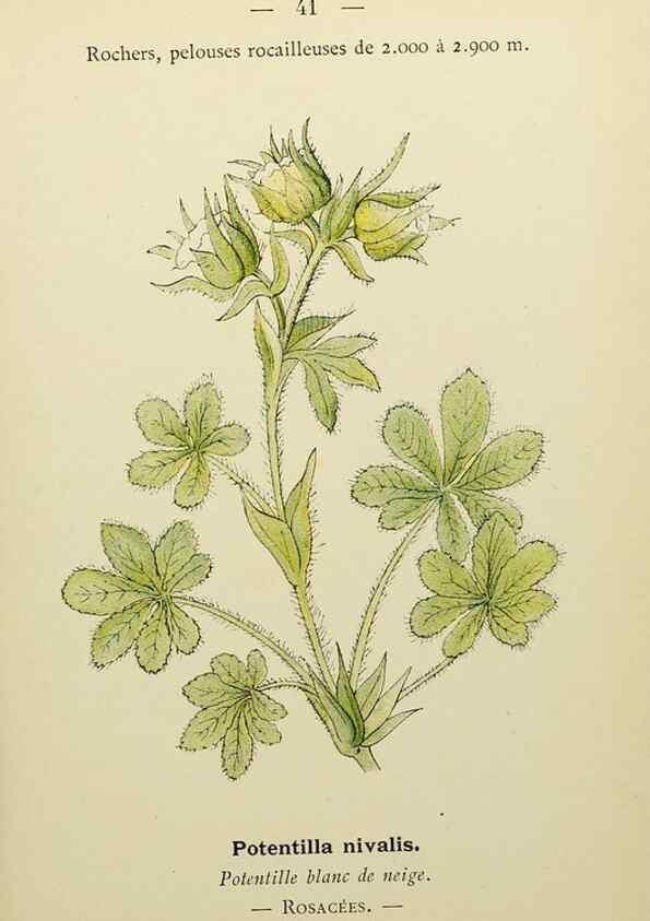 Reproducción/Reproduction 49345616422: Nouvelle flore coloriée de poche des Alpes et des Pyrénées.. Paris,Klincksieck,1906-1912.. 