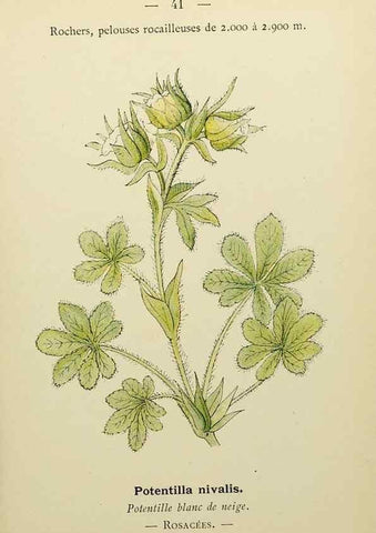 Reproducción/Reproduction 49345616422: Nouvelle flore coloriée de poche des Alpes et des Pyrénées.. Paris,Klincksieck,1906-1912.. 