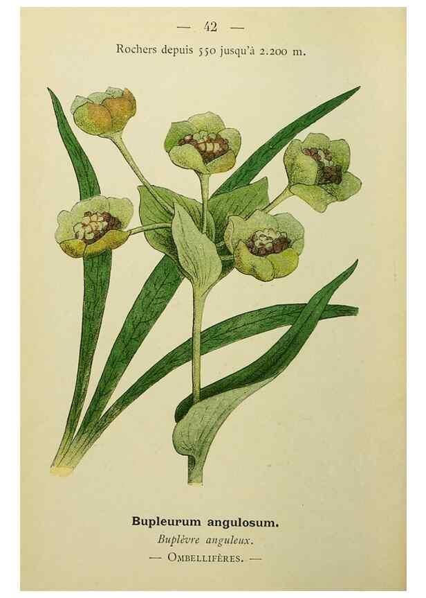 Reproducción/Reproduction 49345616832: Nouvelle flore coloriée de poche des Alpes et des Pyrénées.. Paris,Klincksieck,1906-1912.. 