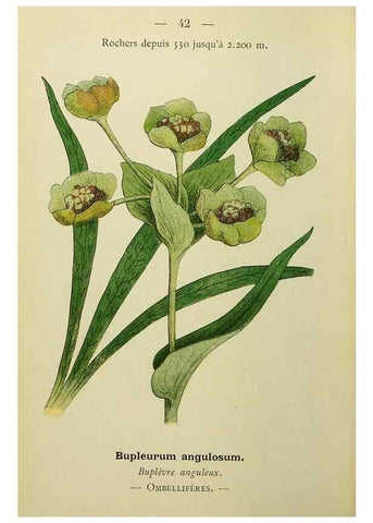 Reproducción/Reproduction 49345616832: Nouvelle flore coloriée de poche des Alpes et des Pyrénées.. Paris,Klincksieck,1906-1912.. 