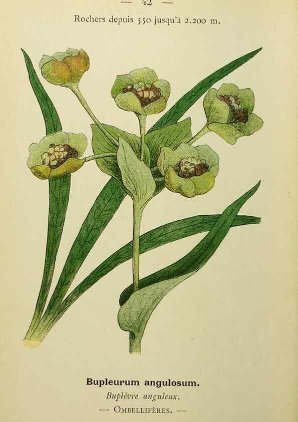 Reproducción/Reproduction 49345616832: Nouvelle flore coloriée de poche des Alpes et des Pyrénées.. Paris,Klincksieck,1906-1912.. 