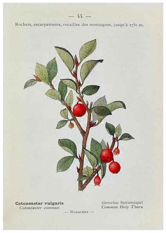 Reproducción/Reproduction 49345510941: Nouvelle flore coloriée de poche des Alpes et des Pyrénées.. Paris,Klincksieck,1906-1912.. 