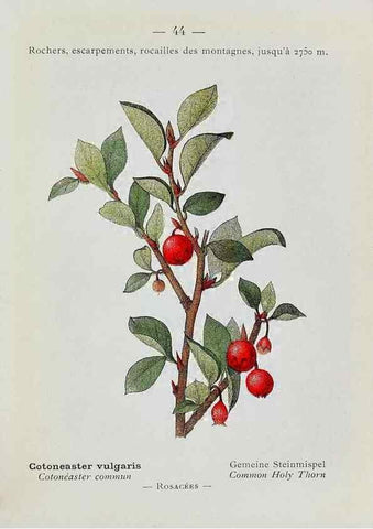 Reproducción/Reproduction 49345510941: Nouvelle flore coloriée de poche des Alpes et des Pyrénées.. Paris,Klincksieck,1906-1912.. 