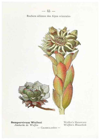 Reproducción/Reproduction 49345723842: Nouvelle flore coloriée de poche des Alpes et des Pyrénées.. Paris,Klincksieck,1906-1912.. 
