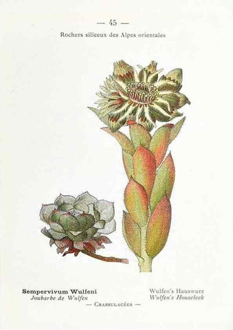Reproducción/Reproduction 49345723842: Nouvelle flore coloriée de poche des Alpes et des Pyrénées.. Paris,Klincksieck,1906-1912.. 