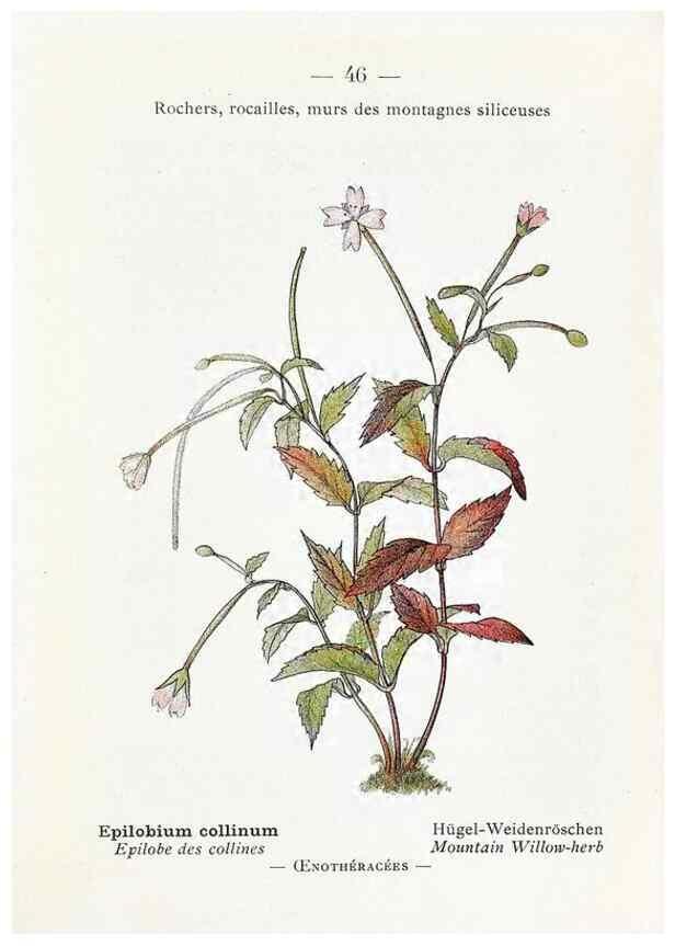 Reproducción/Reproduction 49345050763: Nouvelle flore coloriée de poche des Alpes et des Pyrénées.. Paris,Klincksieck,1906-1912.. 