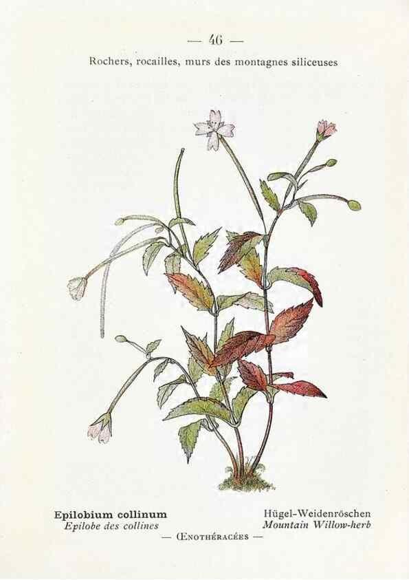 Reproducción/Reproduction 49345050763: Nouvelle flore coloriée de poche des Alpes et des Pyrénées.. Paris,Klincksieck,1906-1912.. 