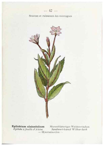 Reproducción/Reproduction 49345512111: Nouvelle flore coloriée de poche des Alpes et des Pyrénées.. Paris,Klincksieck,1906-1912.. 