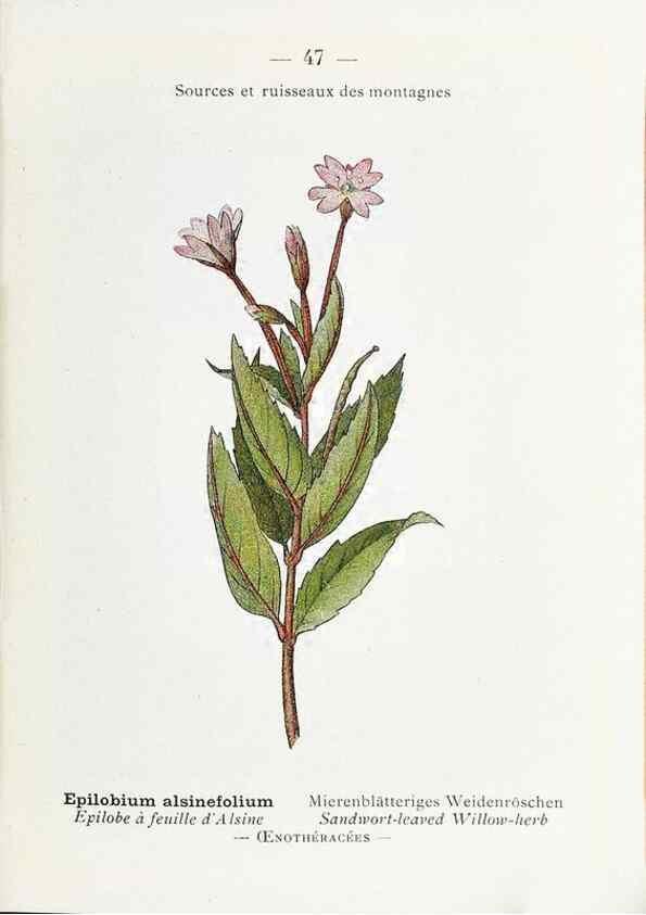 Reproducción/Reproduction 49345512111: Nouvelle flore coloriée de poche des Alpes et des Pyrénées.. Paris,Klincksieck,1906-1912.. 