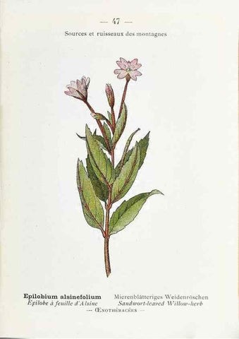 Reproducción/Reproduction 49345512111: Nouvelle flore coloriée de poche des Alpes et des Pyrénées.. Paris,Klincksieck,1906-1912.. 