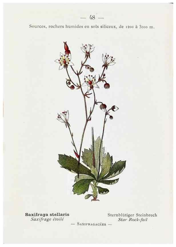 Reproducción/Reproduction 49345051443: Nouvelle flore coloriée de poche des Alpes et des Pyrénées.. Paris,Klincksieck,1906-1912.. 