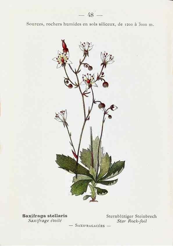 Reproducción/Reproduction 49345051443: Nouvelle flore coloriée de poche des Alpes et des Pyrénées.. Paris,Klincksieck,1906-1912.. 