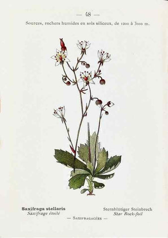 Reproducción/Reproduction 49345051443: Nouvelle flore coloriée de poche des Alpes et des Pyrénées.. Paris,Klincksieck,1906-1912.. 