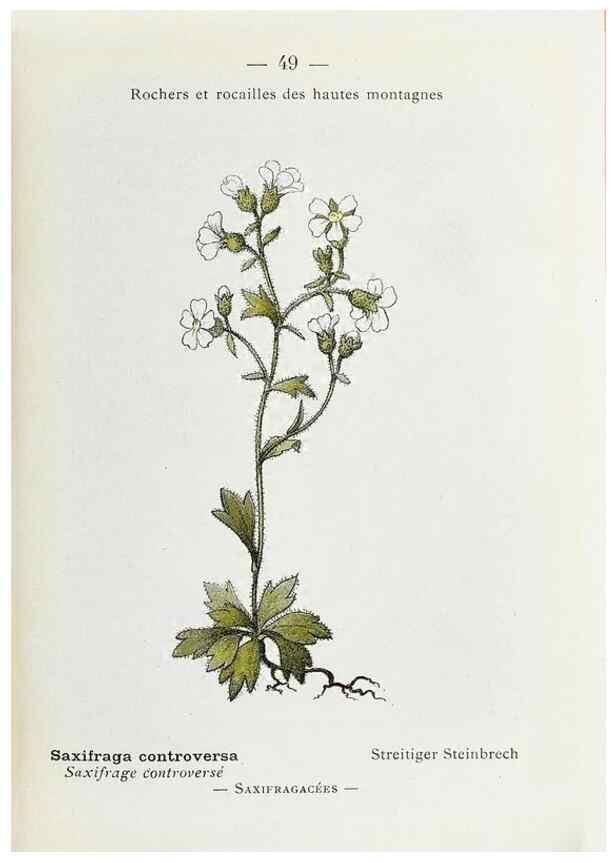 Reproducción/Reproduction 49345051998: Nouvelle flore coloriée de poche des Alpes et des Pyrénées.. Paris,Klincksieck,1906-1912.. 