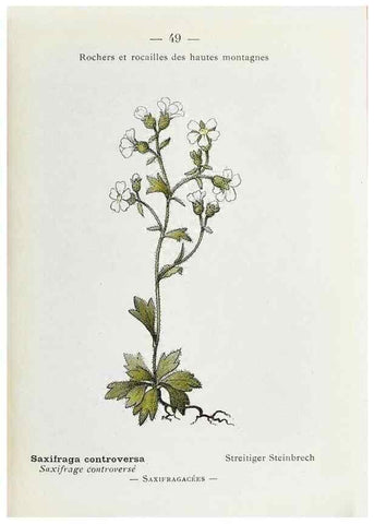 Reproducción/Reproduction 49345051998: Nouvelle flore coloriée de poche des Alpes et des Pyrénées.. Paris,Klincksieck,1906-1912.. 