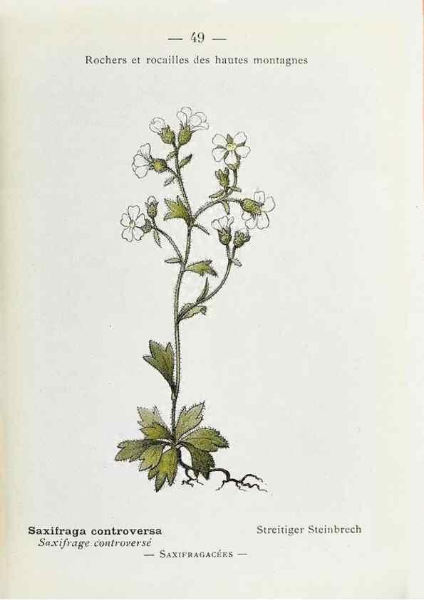 Reproducción/Reproduction 49345051998: Nouvelle flore coloriée de poche des Alpes et des Pyrénées.. Paris,Klincksieck,1906-1912.. 