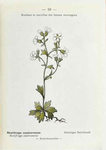 Reproducción/Reproduction 49345051998: Nouvelle flore coloriée de poche des Alpes et des Pyrénées.. Paris,Klincksieck,1906-1912.. 
