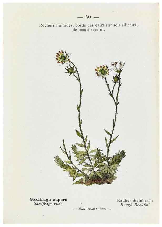 Reproducción/Reproduction 49345725677: Nouvelle flore coloriée de poche des Alpes et des Pyrénées.. Paris,Klincksieck,1906-1912.. 
