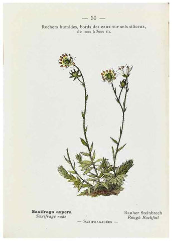Reproducción/Reproduction 49345725677: Nouvelle flore coloriée de poche des Alpes et des Pyrénées.. Paris,Klincksieck,1906-1912.. 