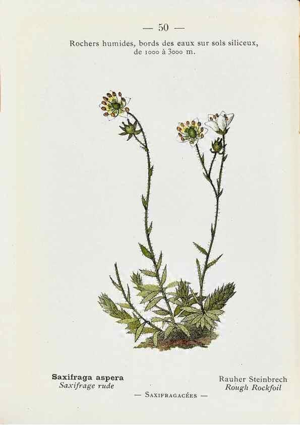 Reproducción/Reproduction 49345725677: Nouvelle flore coloriée de poche des Alpes et des Pyrénées.. Paris,Klincksieck,1906-1912.. 