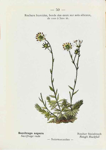 Reproducción/Reproduction 49345725677: Nouvelle flore coloriée de poche des Alpes et des Pyrénées.. Paris,Klincksieck,1906-1912.. 