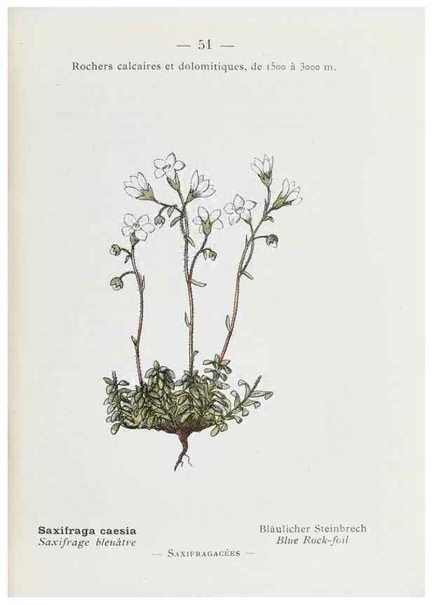 Reproducción/Reproduction 49345739912: Nouvelle flore coloriée de poche des Alpes et des Pyrénées.. Paris,Klincksieck,1906-1912.. 