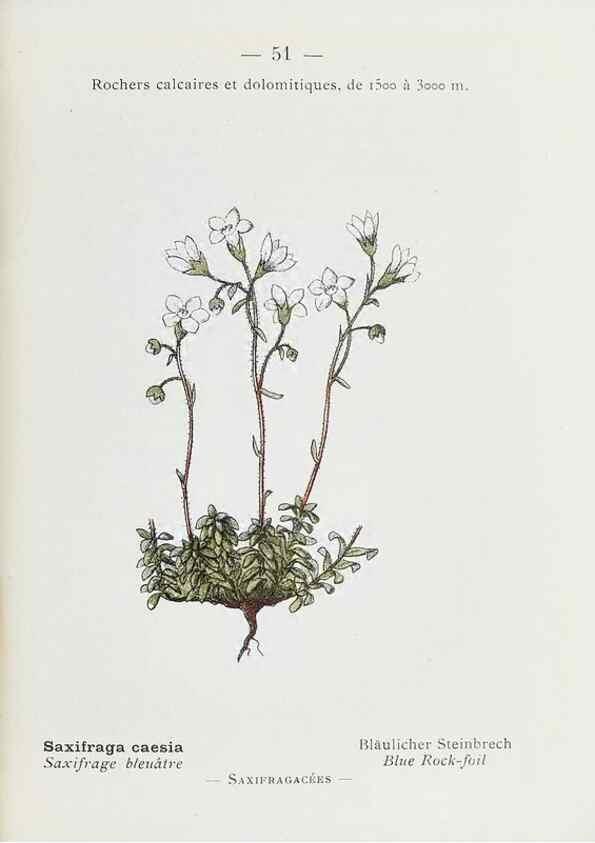 Reproducción/Reproduction 49345739912: Nouvelle flore coloriée de poche des Alpes et des Pyrénées.. Paris,Klincksieck,1906-1912.. 