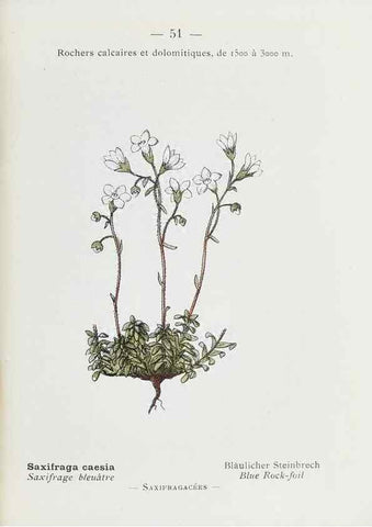 Reproducción/Reproduction 49345739912: Nouvelle flore coloriée de poche des Alpes et des Pyrénées.. Paris,Klincksieck,1906-1912.. 