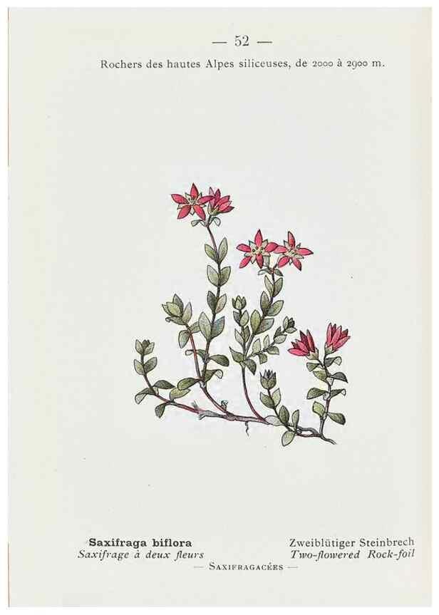Reproducción/Reproduction 49345740927: Nouvelle flore coloriée de poche des Alpes et des Pyrénées.. Paris,Klincksieck,1906-1912.. 